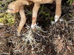 Rhizocybe