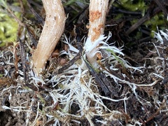 Rhizocybe