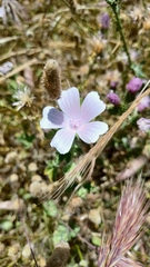 Malva hispanica