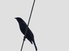 Molothrus bonariensis