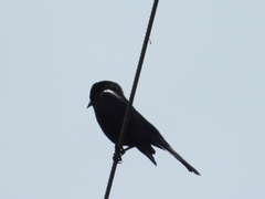 Molothrus bonariensis