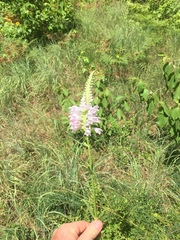 Physostegia digitalis