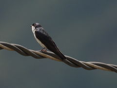 Pygochelidon cyanoleuca