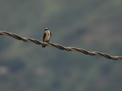 Pygochelidon cyanoleuca