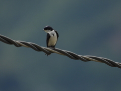 Pygochelidon cyanoleuca