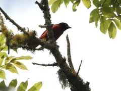 Ramphocelus dimidiatus