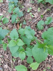 Lamium maculatum
