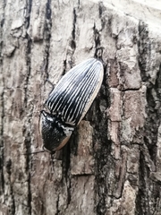 Chalcolepidius rugatus