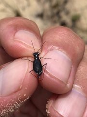 Cicindela abdominalis