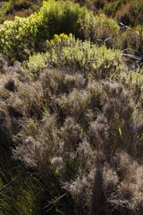 Pseudopentameris macrantha