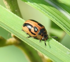 Calomela crassicornis