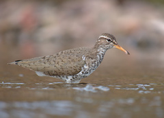 Spotted Sandpiper photo 2
