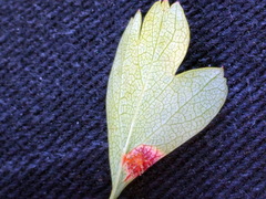 Gymnosporangium clavariiforme