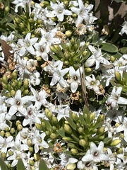 Myoporum parvifolium