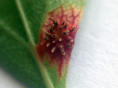 Gymnosporangium clavariiforme