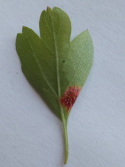Gymnosporangium clavariiforme