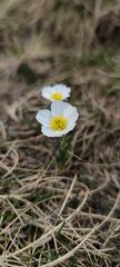 Ranunculus pyrenaeus