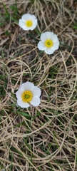 Ranunculus pyrenaeus