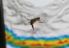 Micrathena guerini