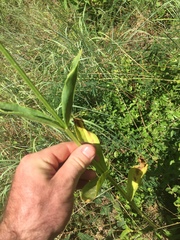 Physostegia digitalis