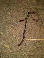 Erythrolamprus breviceps