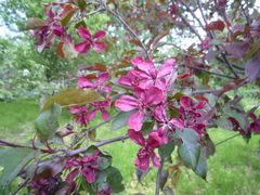 Malus purpurea