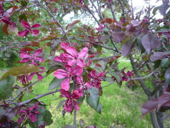 Malus purpurea