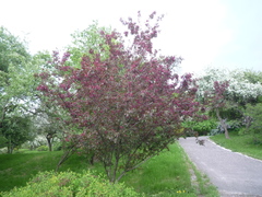 Malus purpurea