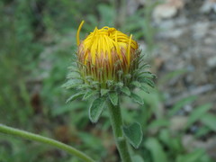 Pentanema montanum