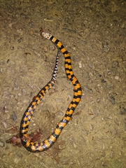 Erythrolamprus breviceps