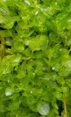 Rhizomnium punctatum