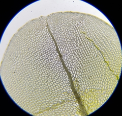 Rhizomnium punctatum