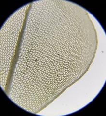 Rhizomnium punctatum