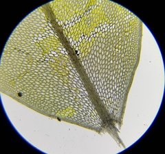 Rhizomnium punctatum