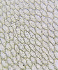 Rhizomnium punctatum