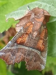 Scoliopteryx libatrix
