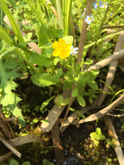 Erythranthe michiganensis