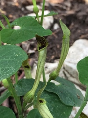 Aristolochia lutea