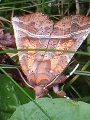 Scoliopteryx libatrix