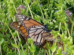 Danaus plexippus