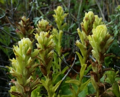 Castilleja wightii
