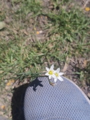 Nothoscordum bivalve