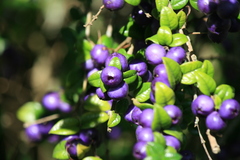 Rhaphithamnus spinosus