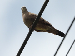 Columbina talpacoti