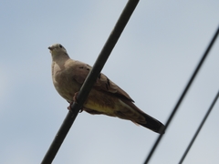 Columbina talpacoti