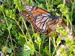 Danaus plexippus