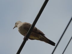 Columbina talpacoti