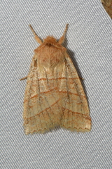 Pyreferra citrombra