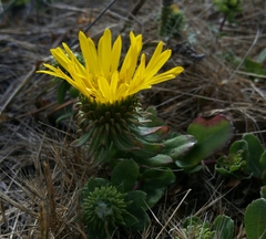 Grindelia stricta platyphylla