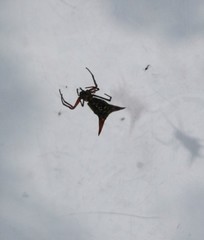 Micrathena guerini
